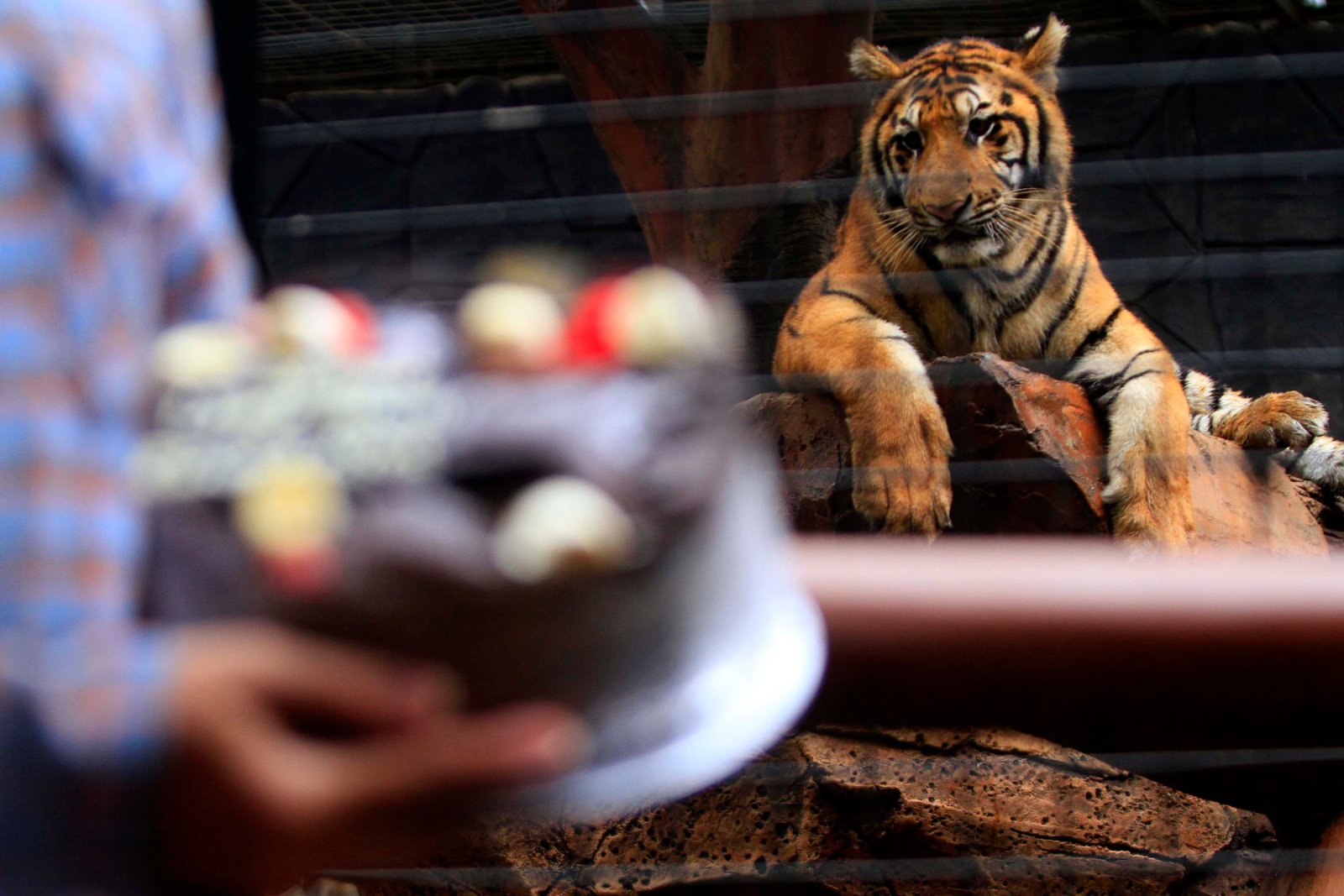Bonbin Bandung Kekurangan Dana, Rusa Terancam Jadi Pakan Harimau