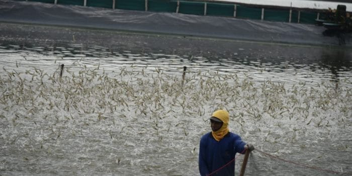 Panen Raya Petani Udang Vaname di Muara Gembong