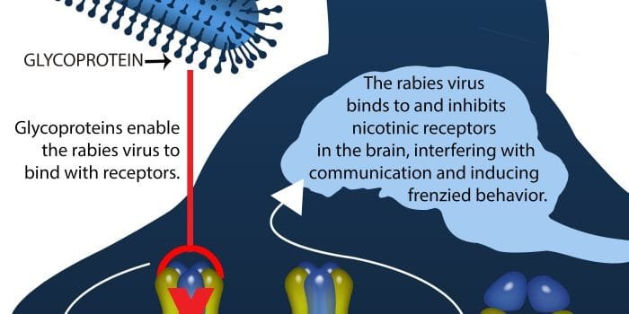 Dispangtan Awasi Penularan Virus Rabies