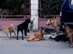 Anjing Liar Di Kota Cimahi Segera Dimusnahkan