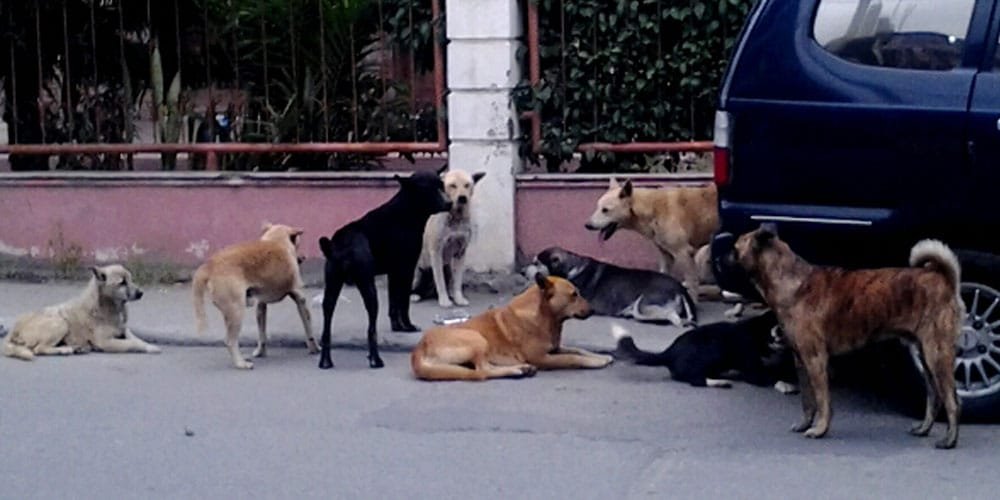 Anjing Liar Di Kota Cimahi Segera Dimusnahkan