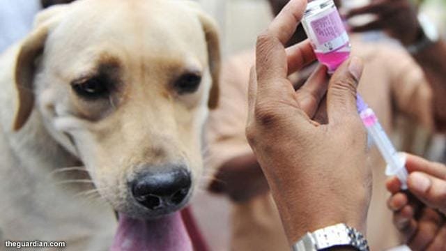 Cek Segera Hewan Peliharaan Agar Terhidar Rabies