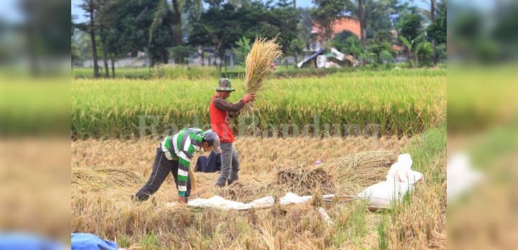 Bulog Khawatir Harga Gabah Petani di Jabar Anjlok