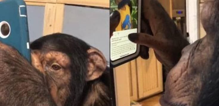 Tingkah Kocak Simpanse Main Instagram