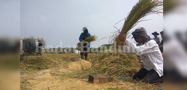 Petani di Wilayah Cipageran Menanti Kerugian
