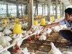 Harga Daging Ayam Turun Penjual Merugi