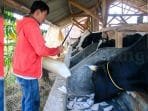 Peternak Sapi Sekali Angkut Pakan Rp1 Juta