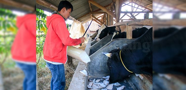 Peternak Sapi Sekali Angkut Pakan Rp1 Juta