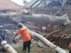 BPBD-Pol PP Evakuasi Pohon Tumbang
