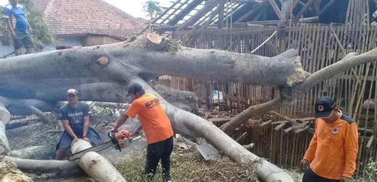 BPBD-Pol PP Evakuasi Pohon Tumbang