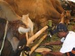 30 Ekor Sapi Terjangkit PMK di Bandung Barat