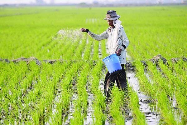 Sawah 800 Ribu Hektar Sudah Bisa di Asuransi