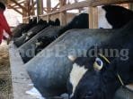 Targetkan 3000 Hewan Layak Kurban