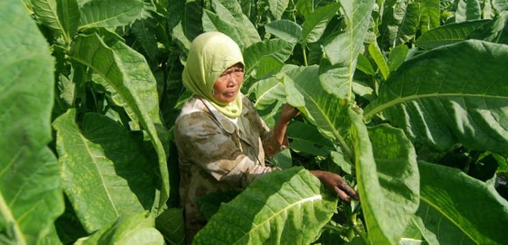 Tembakau Jabar tak Mampu Penuhi Pasar