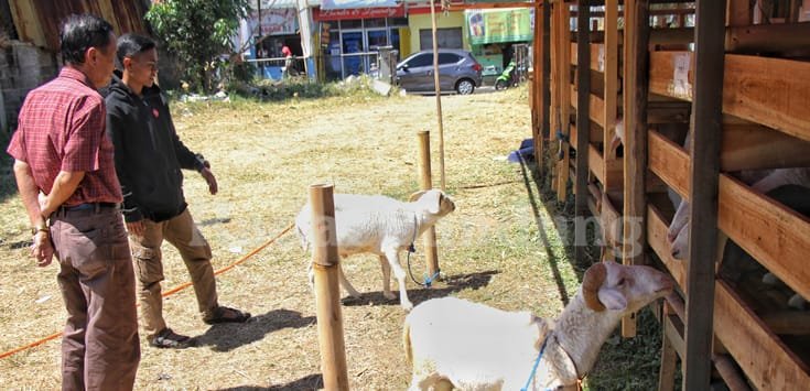Yuk Kenali Ciri Hewan Kurban Layak Konsumsi