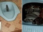Heboh, Ular Sanca 4 Meter Nongol dari Lubang WC