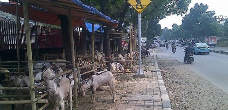 Jangan Ada Penjual Hewan Kurban di Trotoar