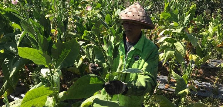 Jabar Punya Penghasil Tembakau Unik