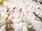 Ayam Broiler Melimpah Penjual Eceran Merugi