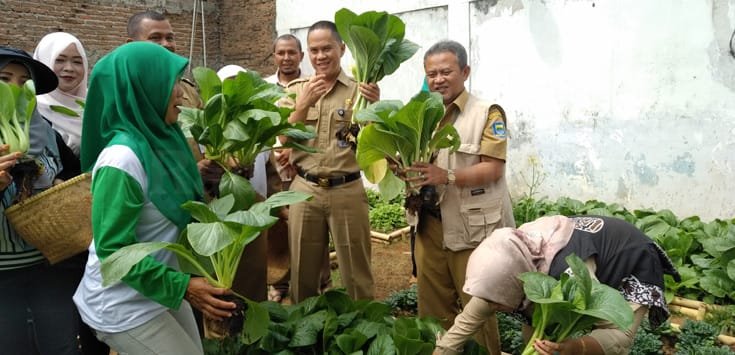 Urban Farming Diklaim Berhasil