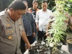 Warga Parongpong Tanam Ganja, Ibu Rumah Tangga Ini Bilang untuk Kesehatan