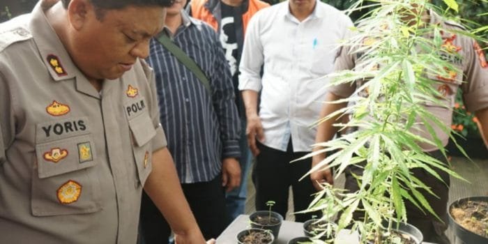 Warga Parongpong Tanam Ganja, Ibu Rumah Tangga Ini Bilang untuk Kesehatan