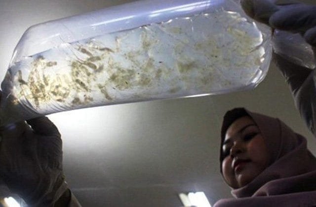 Legalisasi Penjualan Bayi Lobster Rusak Masa Depan Nelayan