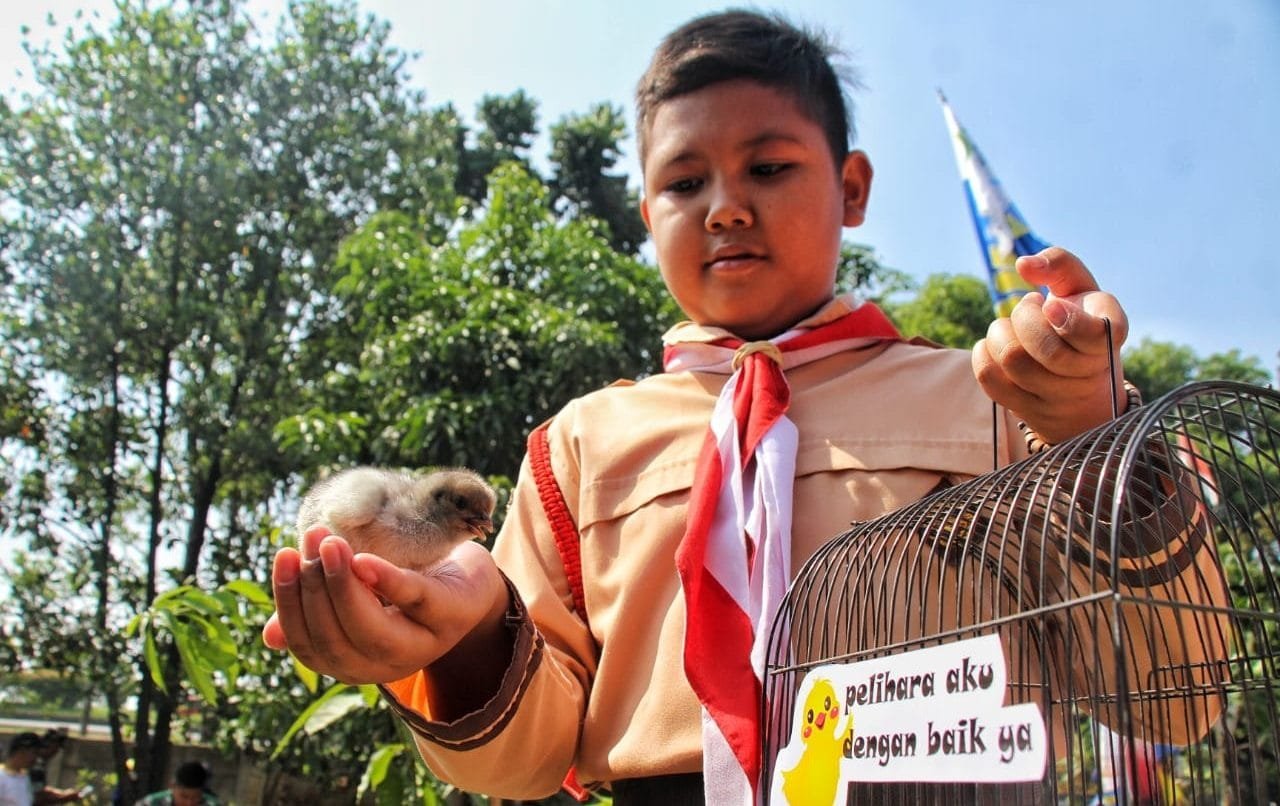 Ribuan DOC Sudah Didistribusikan ke 13 Sekolah