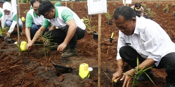 Dorong Petani Budidaya Jahe Merah