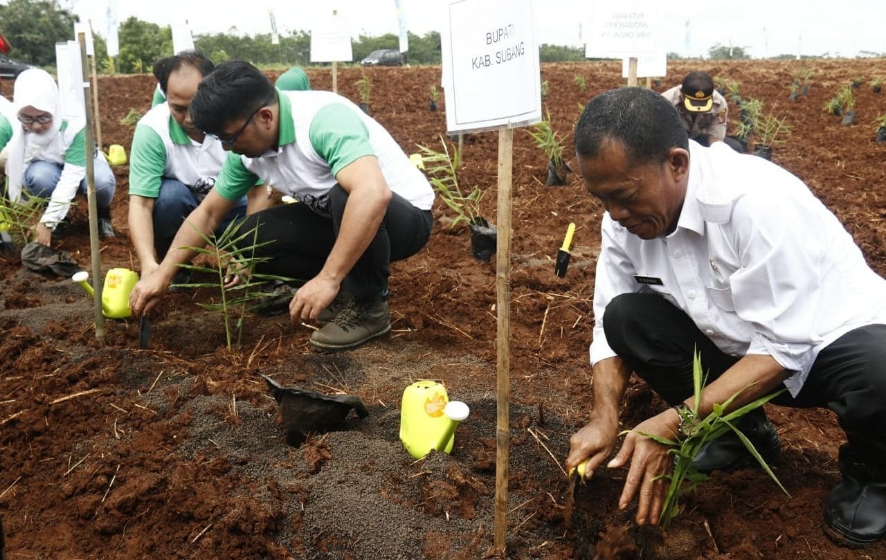 Dorong Petani Budidaya Jahe Merah