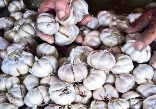 Penerbitan Rekomendasi Impor Produk Holtikultura Dianggap Tergesa