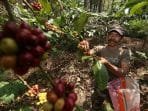 Kabupaten Bandung Pusat Kopi dan Holtikultura Indonesia