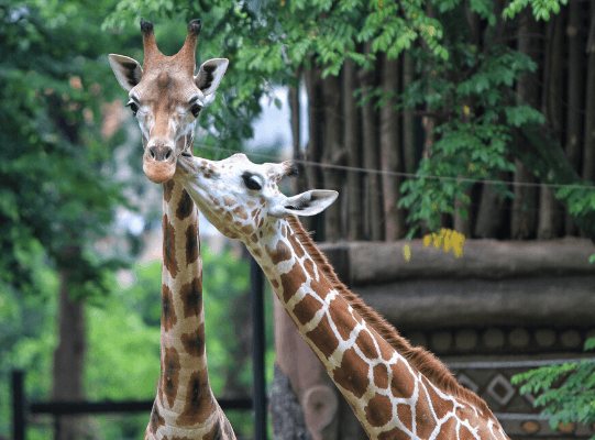 Zona Afrika di Bandung Zoo Sudah Dibuka