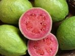 Selain Empon-Empon, Jambu Biji Ternyata Bisa Cegah Penularan Virus Korona