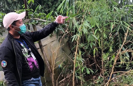 Polres Cimahi Amankan Belasan Pohon Ganja di Desa Cibogo, Lembang KBB