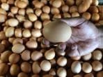 Telur Ayam Sumbang Kenaikan Inflasi Di Jawa Barat