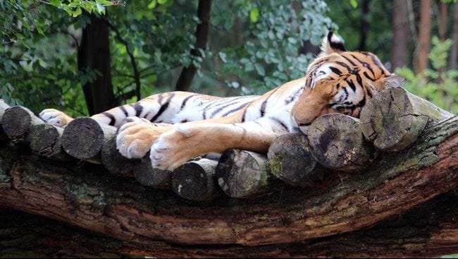 Kasus Pertama di Dunia, Harimau Terinfeksi Virus Corona