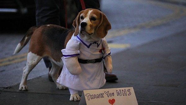 Peneliti Uji Kemampuan Anjing Deteksi Orang Terpapar Virus Corona