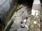 Kawanan Monyet Teror Warga Lembang, 2 Mati Diduga Diracun