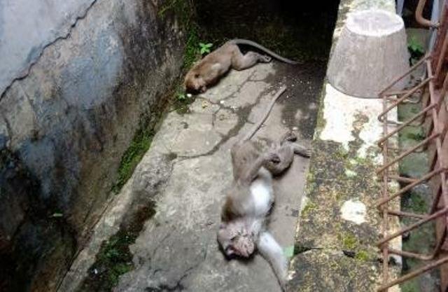 Kawanan Monyet Teror Warga Lembang, 2 Mati Diduga Diracun