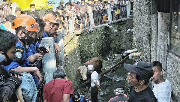Sapi Kurban Lepas, Kecebur ke Parit di Sadang Serang Bandung