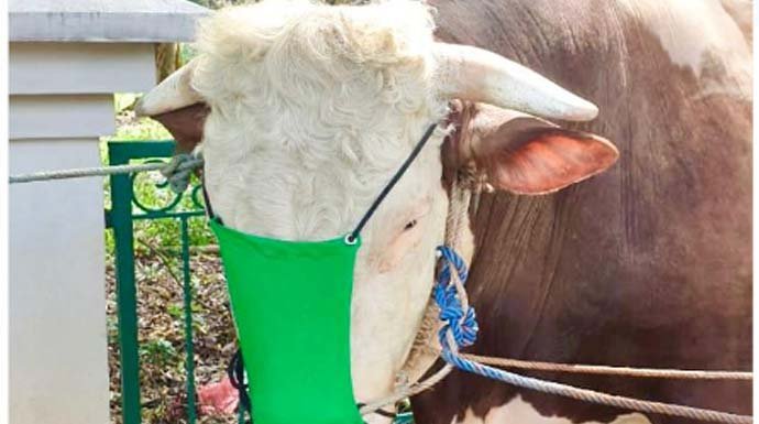 Lah Kok Sapi Kurban Bupati Bogor Pakai Masker?