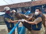 Dear Warga KBB, Cek Label Sehat Sebelum Beli Hewan Kurban