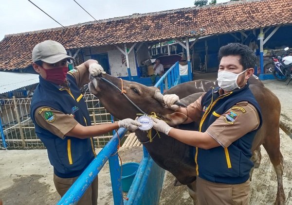 Dear Warga KBB, Cek Label Sehat Sebelum Beli Hewan Kurban