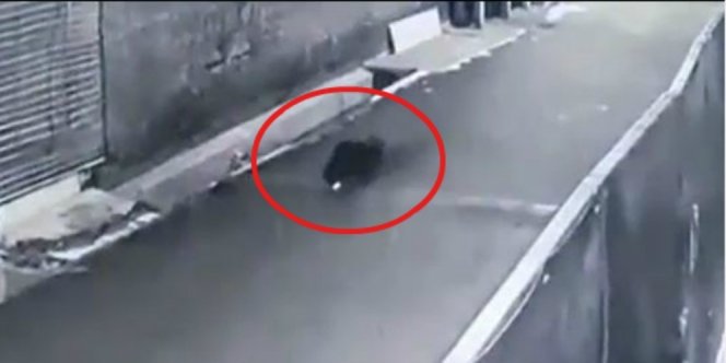 Terekam CCTV, Ada Babi Ngepet yang Berkeliaran di Depok