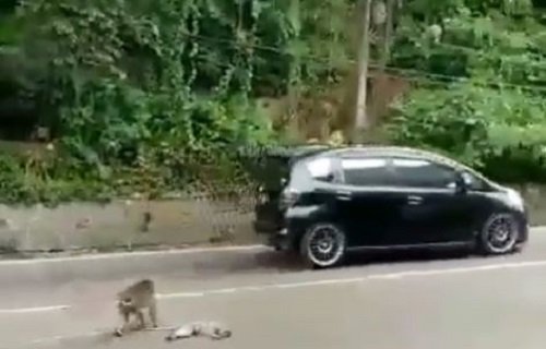Kawanan Monyet Liar Masuk Permukiman Warga Lembang, Bahkan Hingga Jalan Raya