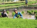Asuransi Gagal Panen di Kab. Bandung: Petani Cukup Bayar Rp36 Ribu, Dapat Rp6 Juta