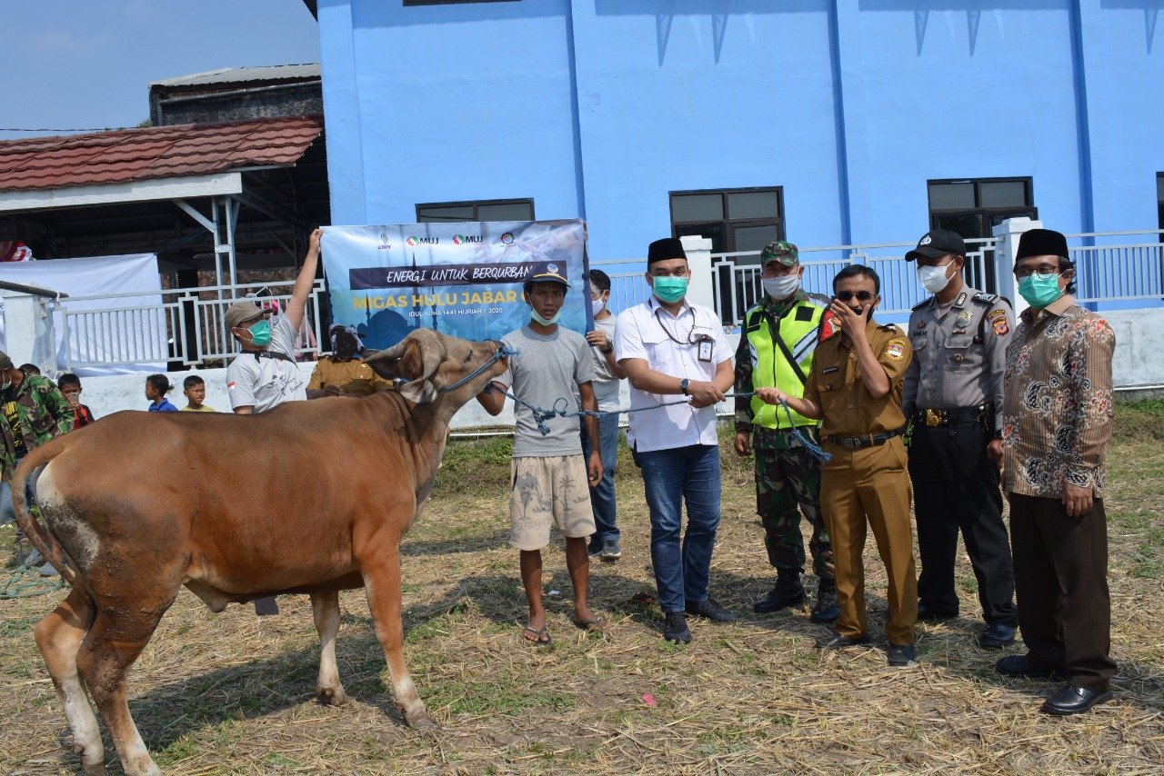 PT. MUJ Salurkan 20 Ekor Sapi ke 14 Daerah