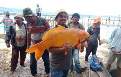 HEBOH Pemancing Dapat Ikan Mas 15 Kg, Dikaitkan dengan Mistis