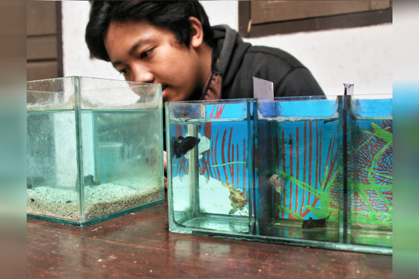 Ikan Cupang